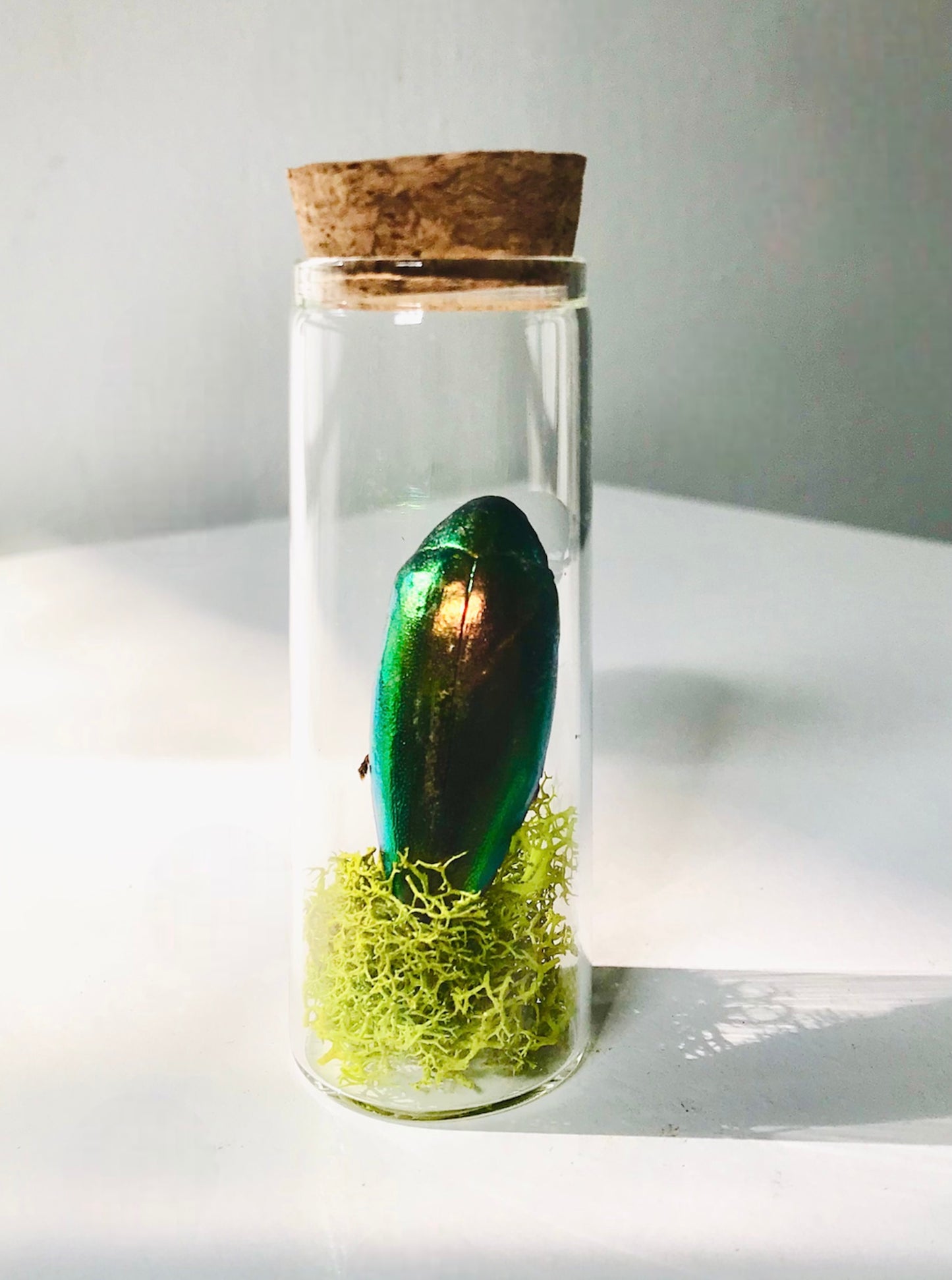 LARGE Jewel Beetle