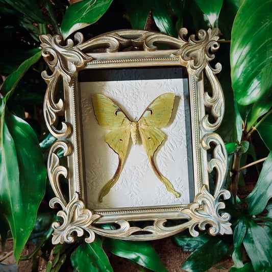 Luna Moth Frame