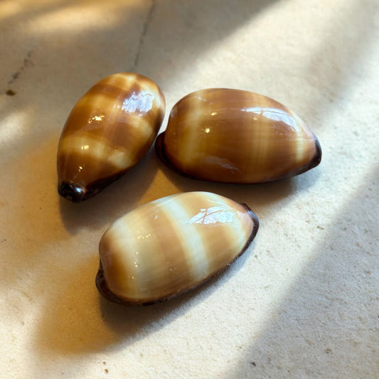 Chocolate Brown Cowrie Shell