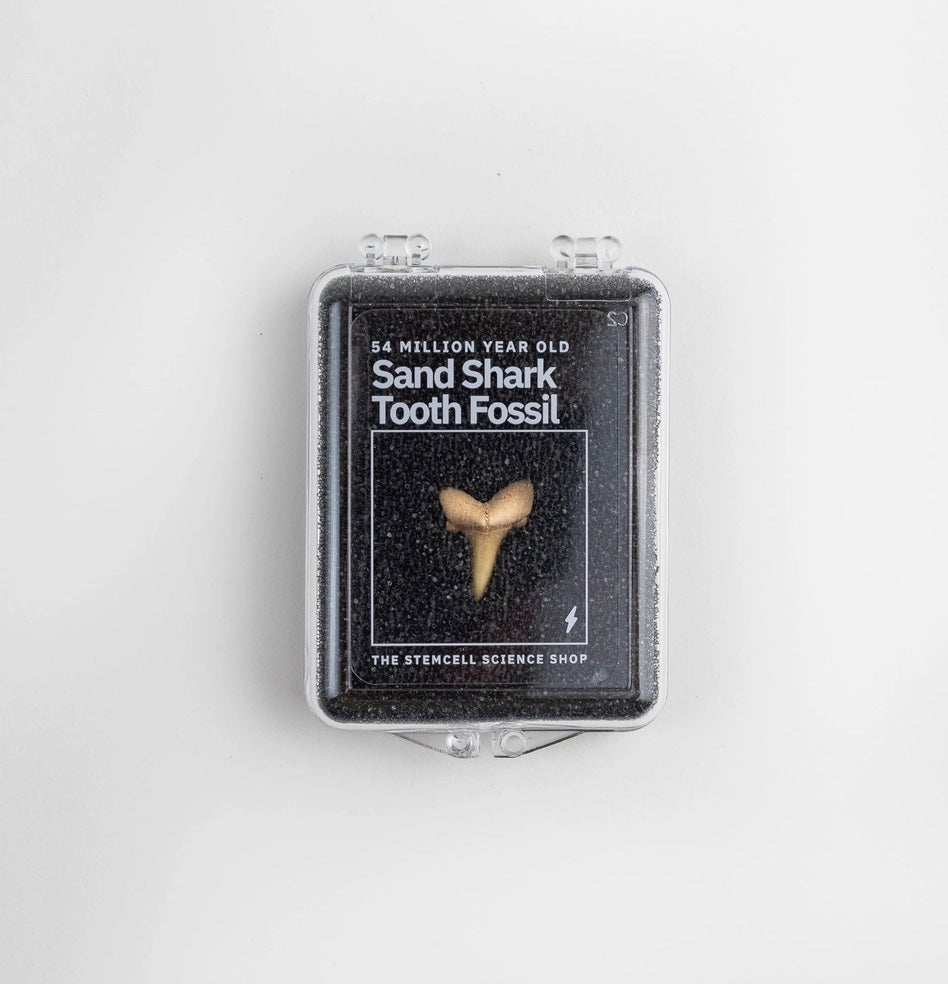 Sand Shark Tooth Fossil