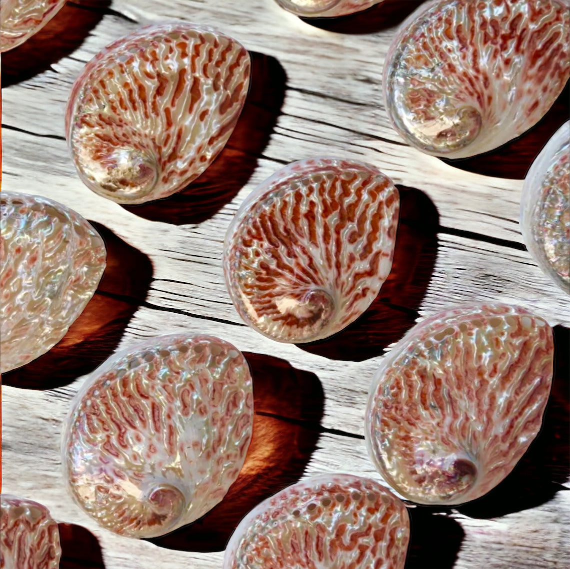 Red Polished Abalone Shell