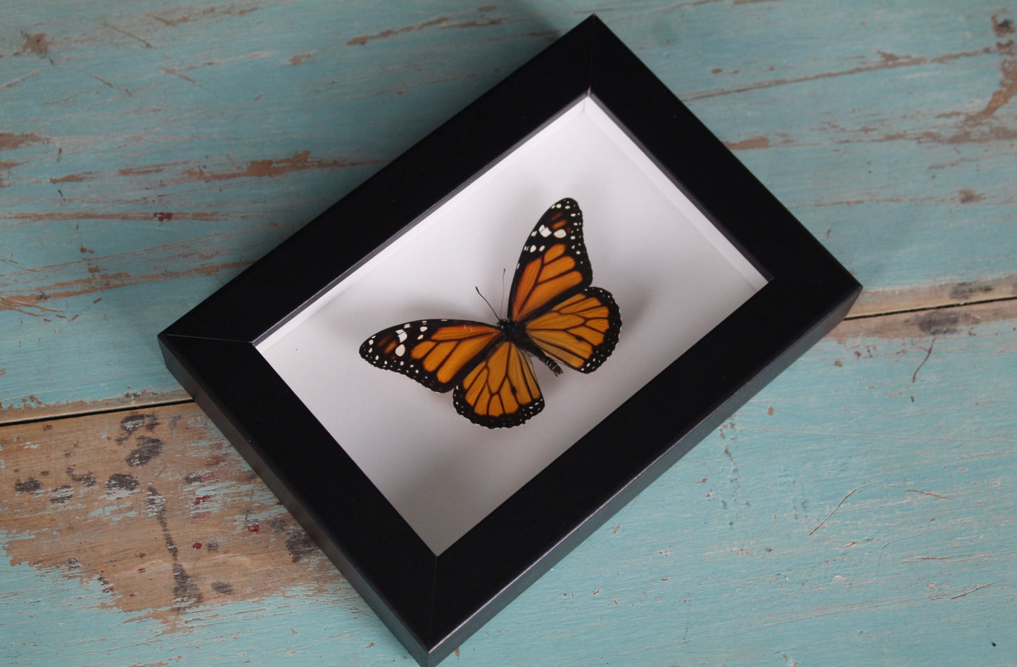 Monarch Butterfly Frame