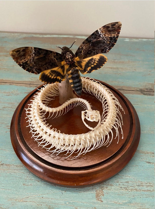 444 -Death Head Moth with Coiled Snake Dome