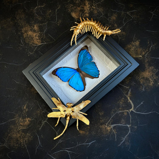 Morpho menelaus Butterfly Frame