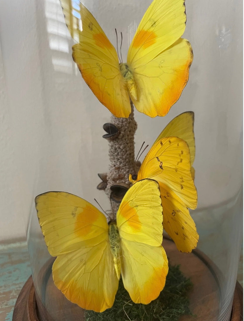 Triple Yellow Phobeus Butterflies Dome