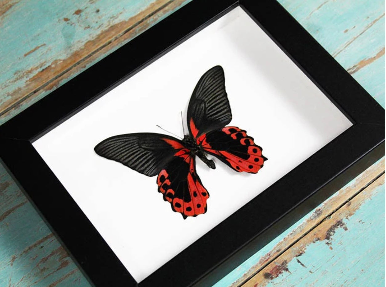 Scarlet Mormon Frame