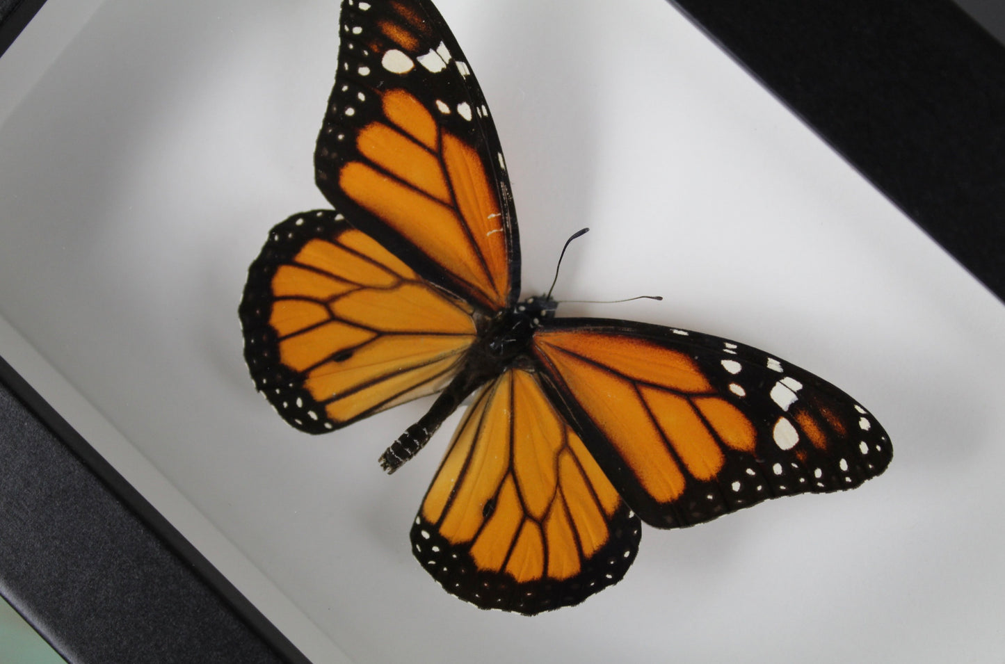 Monarch Butterfly Frame