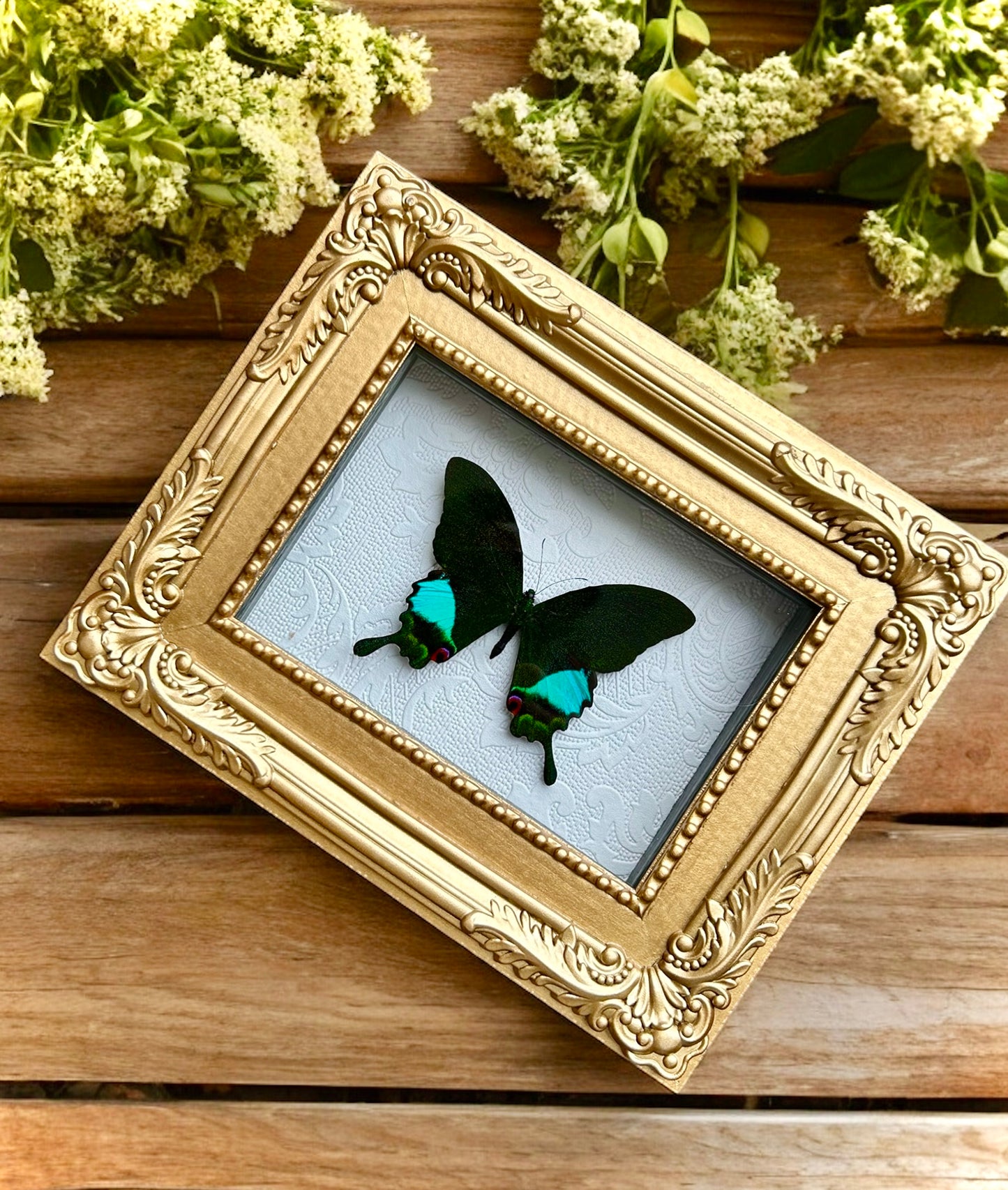 Papilio Karna Butterfly Frame
