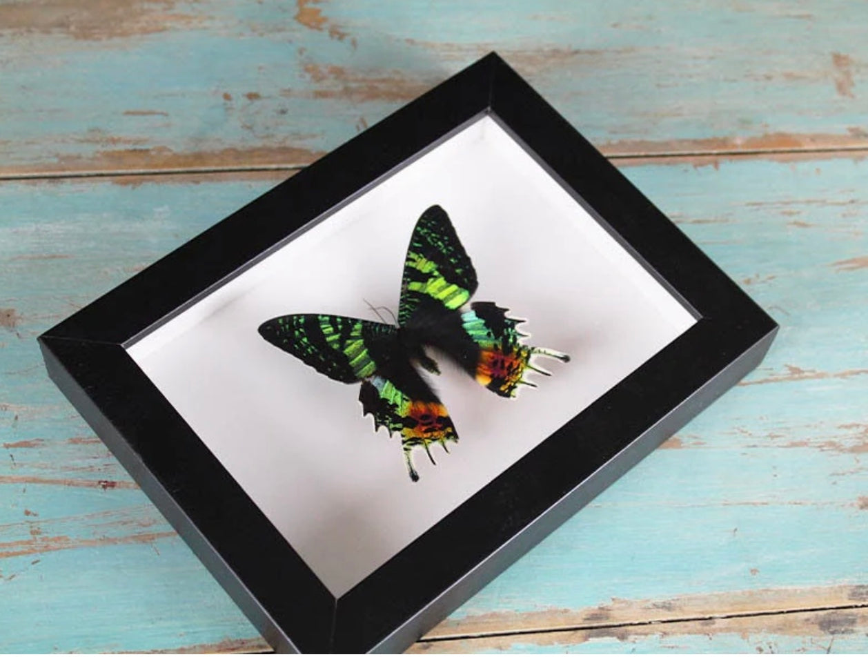 Sunset Moth Frame