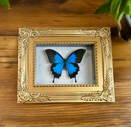 Blue Swallowtail Butterfly with Gold Frame