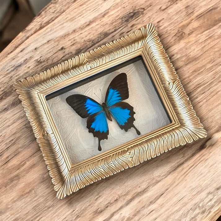 Blue Swallowtail Butterfly Frame