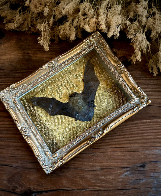 Lesser Bamboo Bat Frame