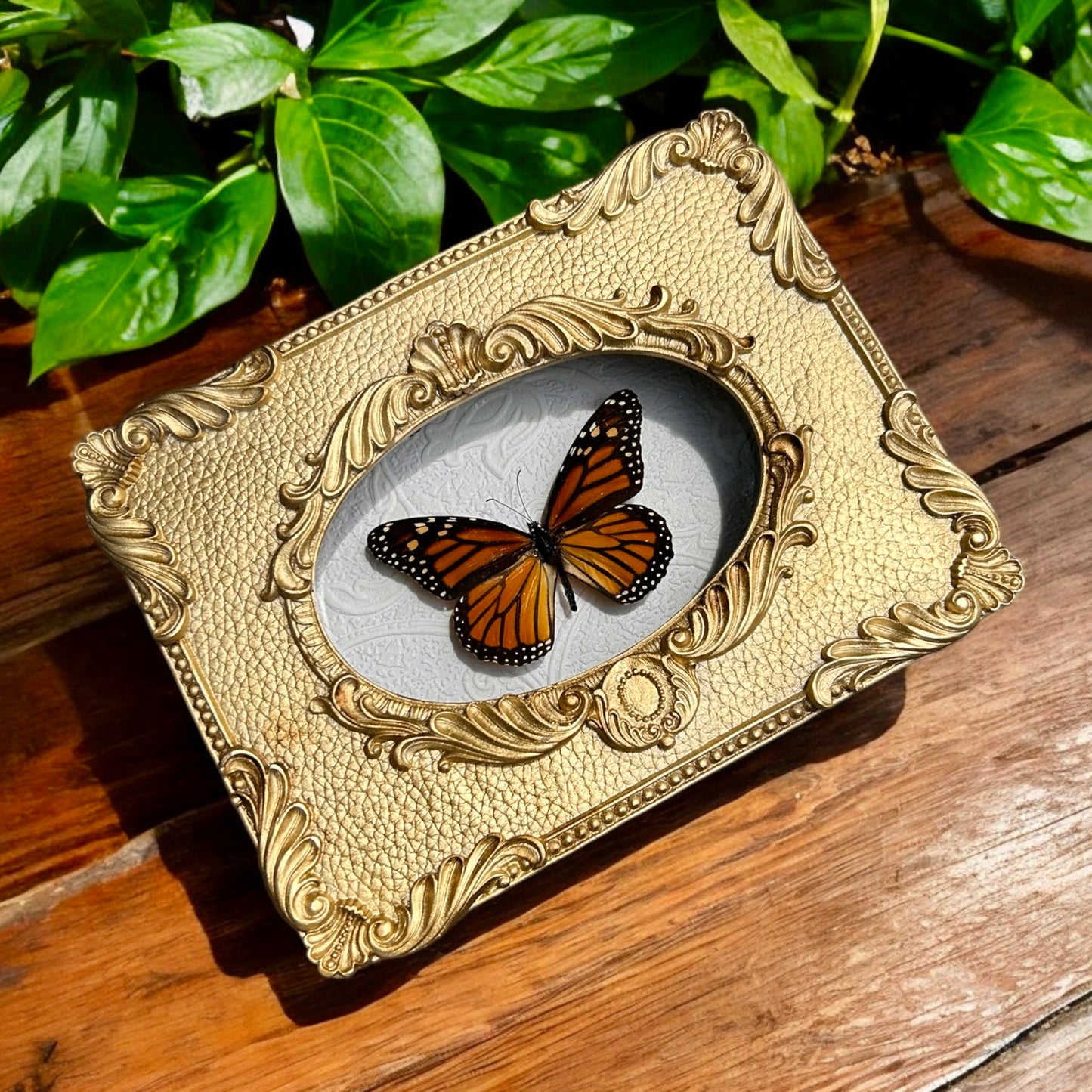 Monarch Butterfly Frame