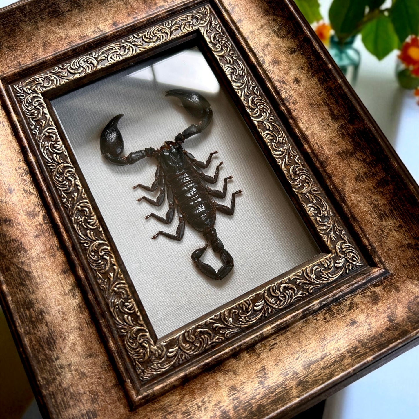 Asian Forest Scorpion Frame