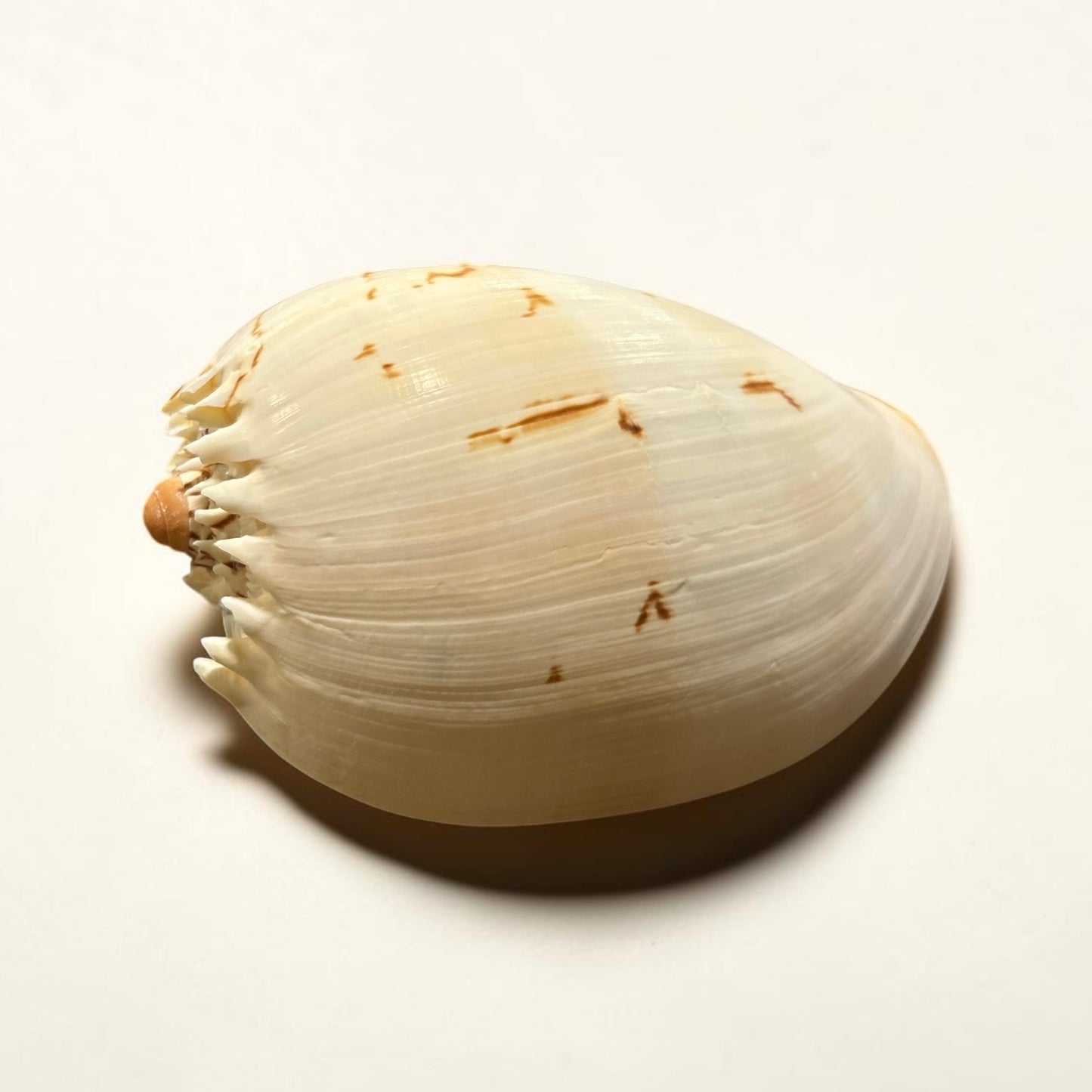 Melon Shell