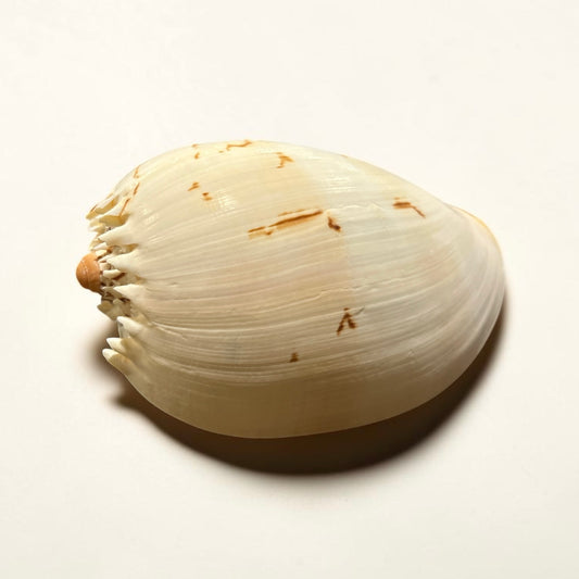 Melon Shell