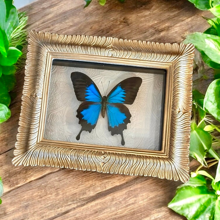 Blue Swallowtail Butterfly Frame