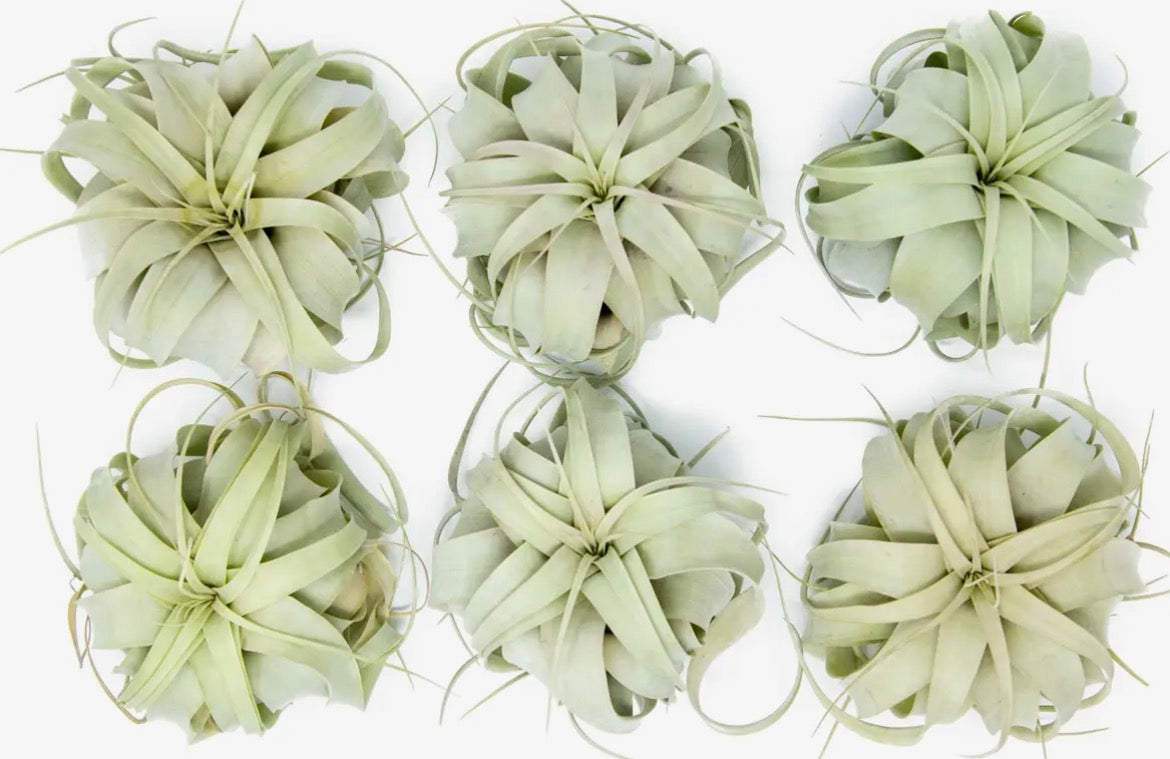 Air Plant