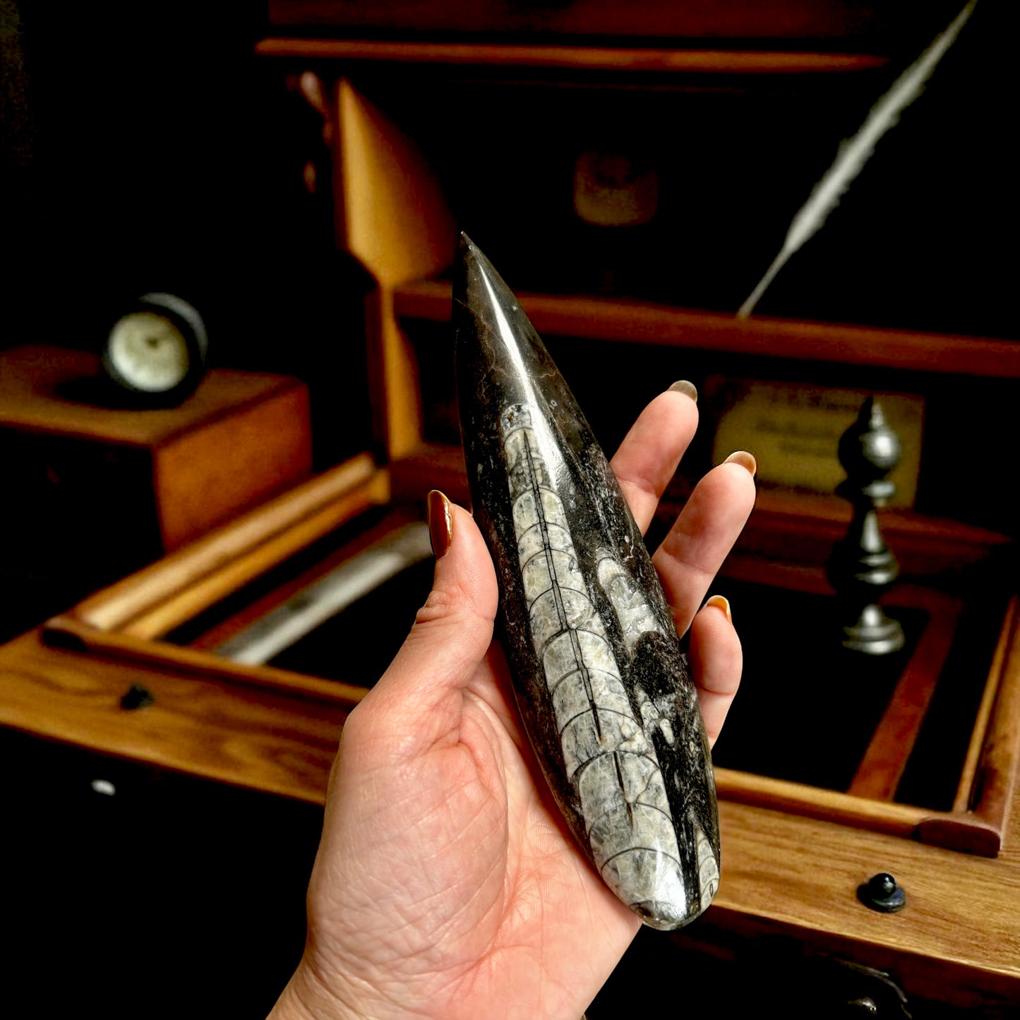 Orthoceras Fossilized Squid