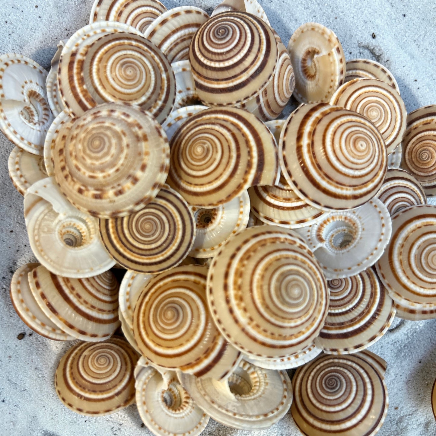 Sundial Snail Shell