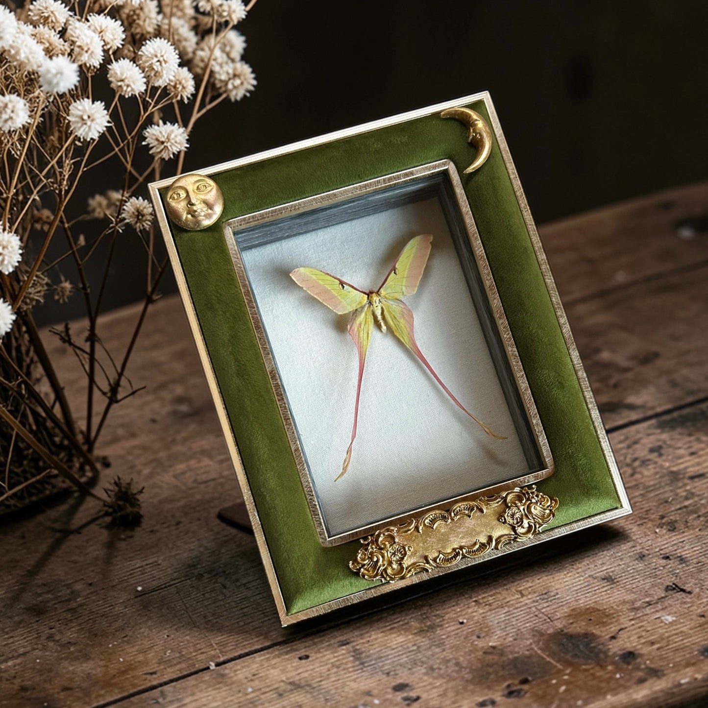 Moon Moth Frame