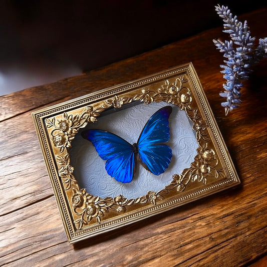 Morpho rhetenor Butterfly Frame