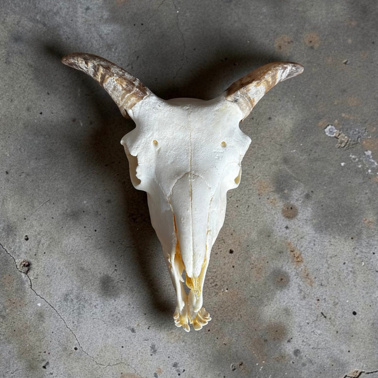 Goat Skull