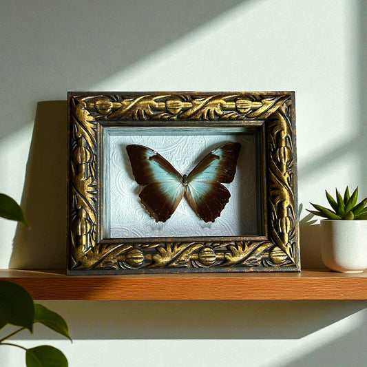 Morpho perseus Butterfly Frame