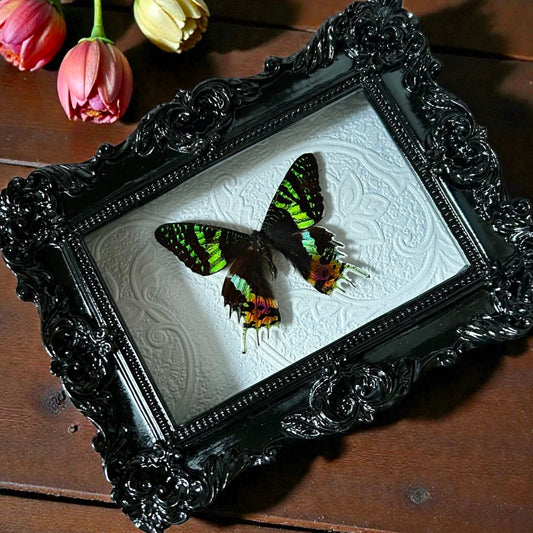 Sunset Moth Frame