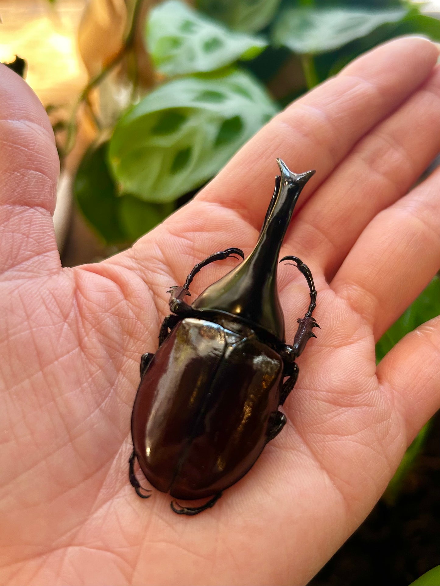 Giant Beetle Jar