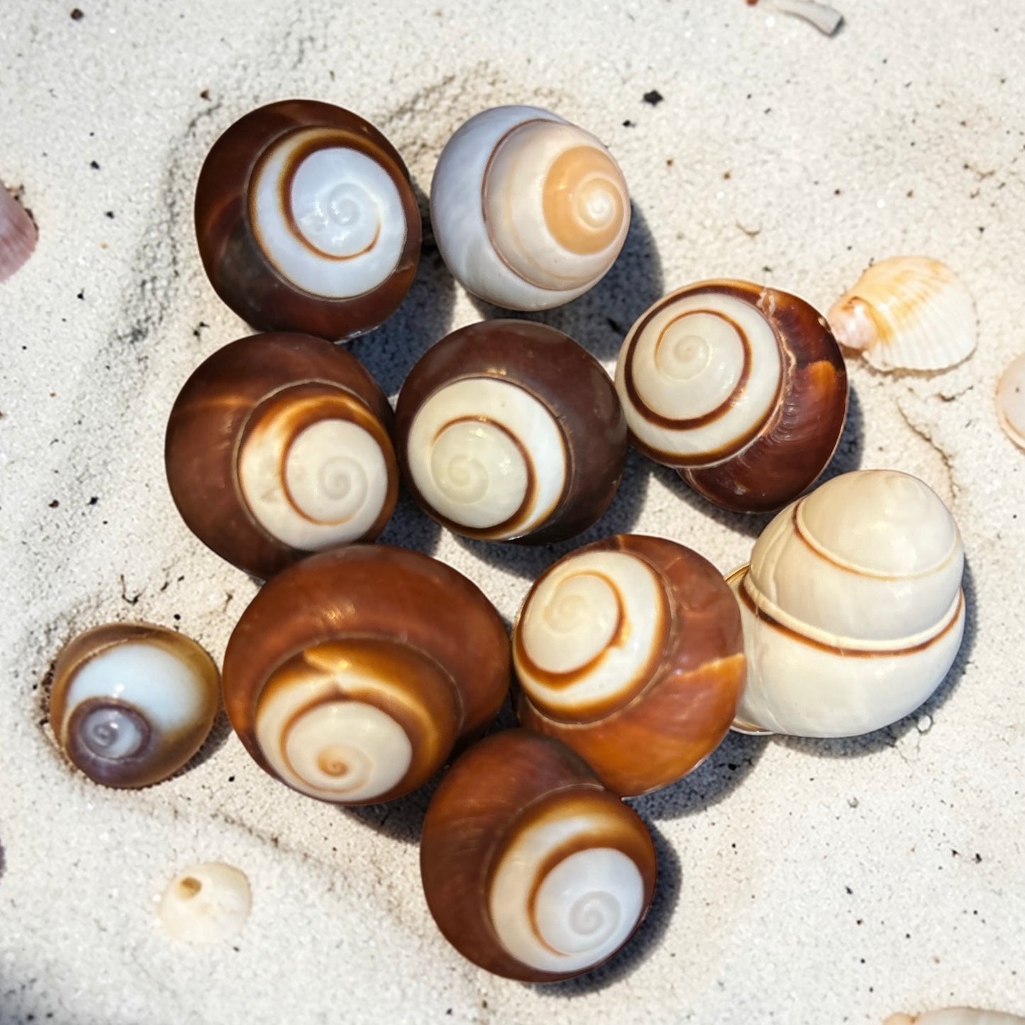Striped Land Snail Shell