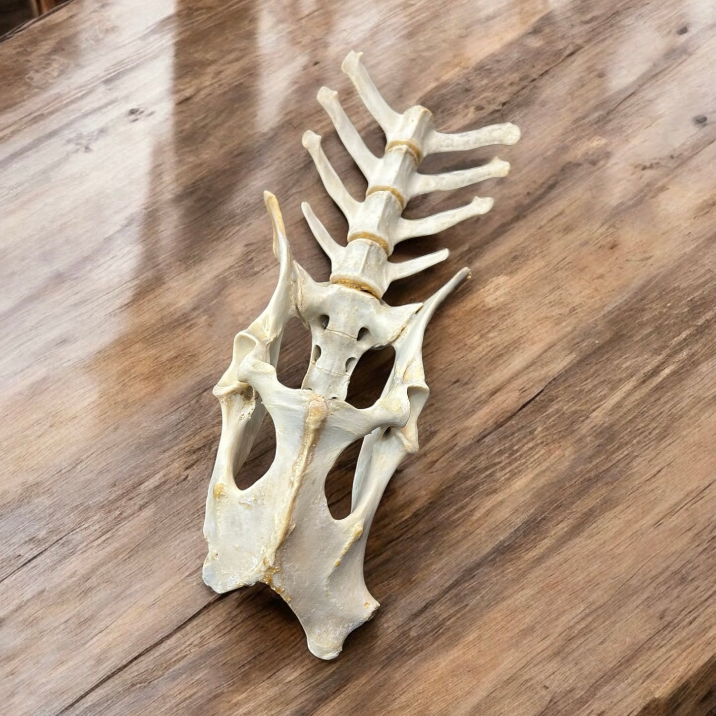 #1- Deer Spine Pelvis Bone