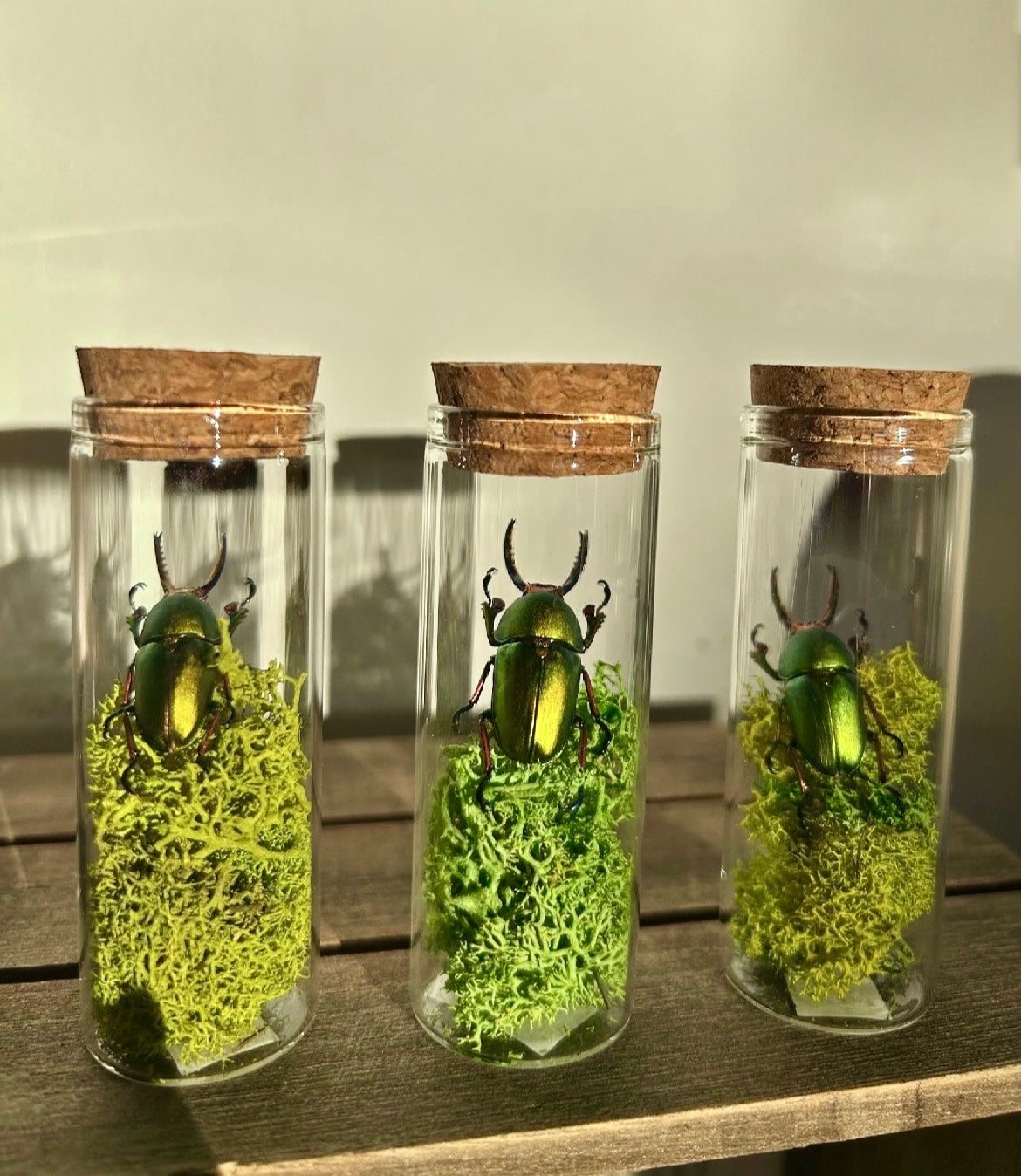 Green Sawtooth Beetle