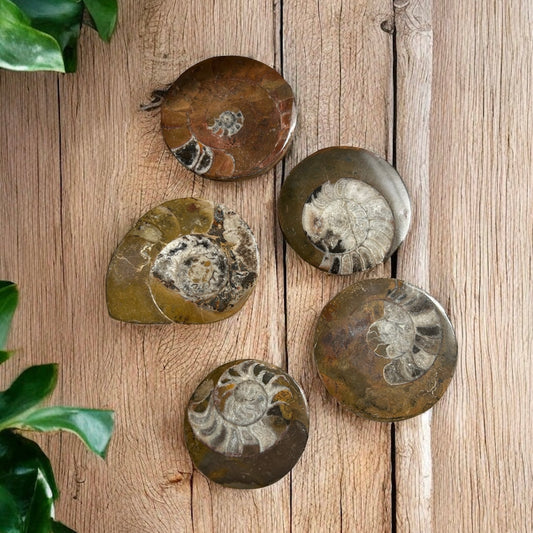 Ammonite Fossil Polished
