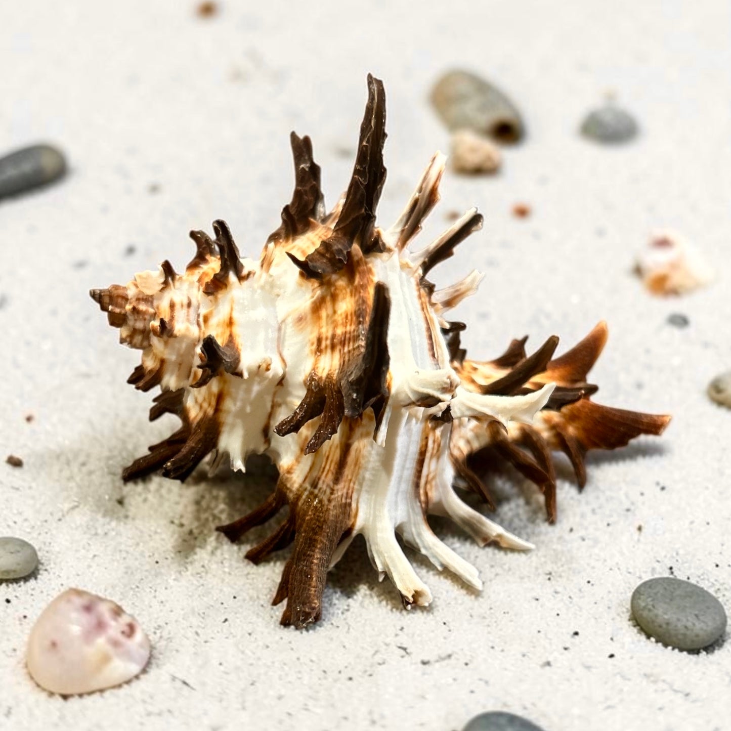 Murex Shell - Medium