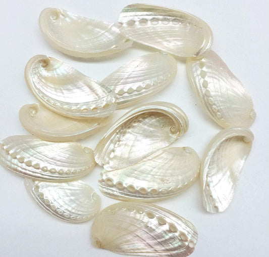 Abalone Pearl Donkey Ear Shell