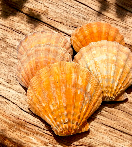Lion’s Paw Shell