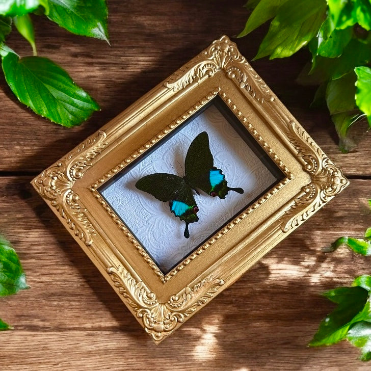 Papilio karna Butterfly Frame