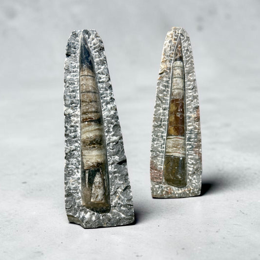 Orthoceras Fossilized Squid on Stand Rock