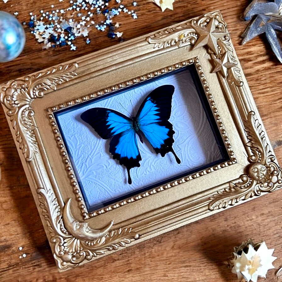 Blue Swallowtail Butterfly with Celestial Frame