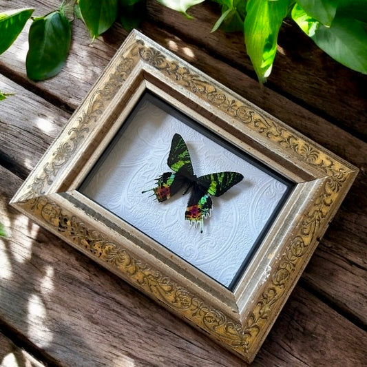 Sunset Moth with Vintage Frame