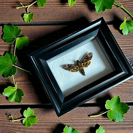 Death’s Head Moth