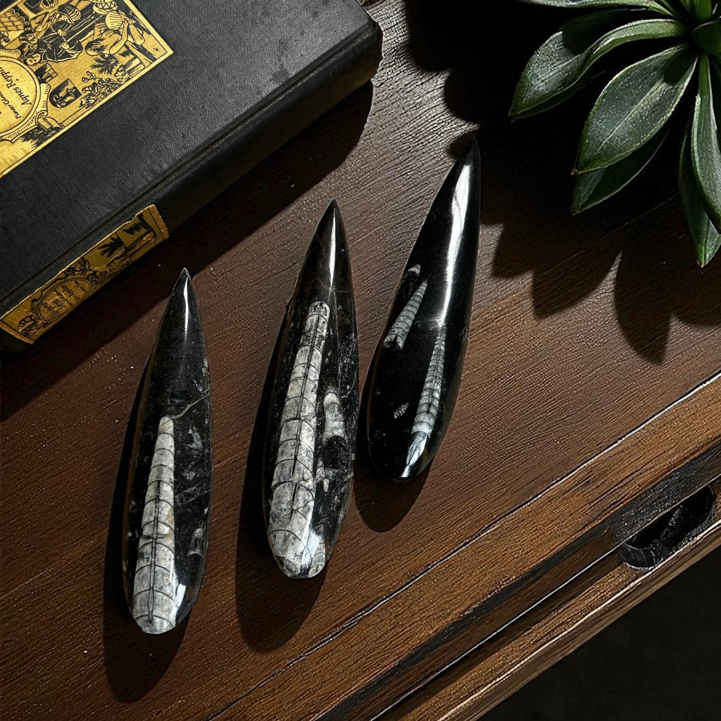 Orthoceras Fossilized Squid