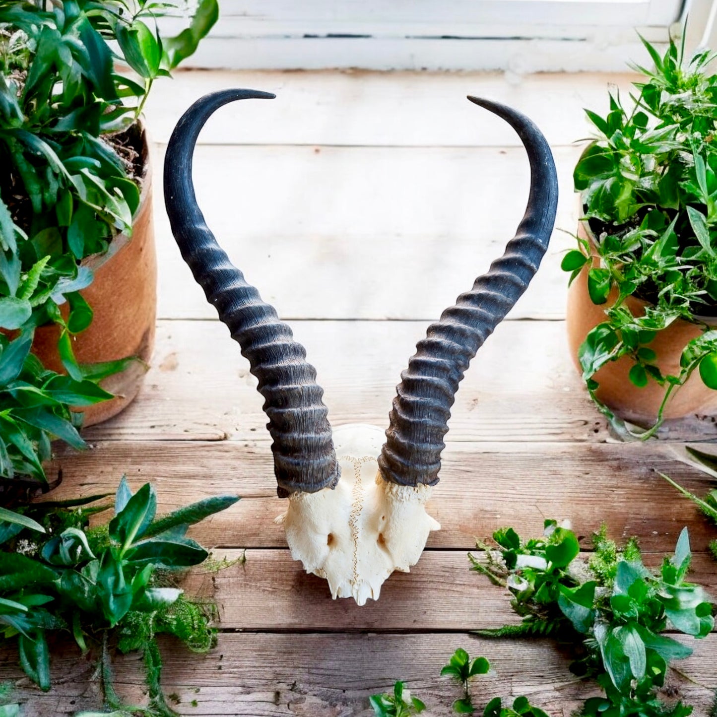 Springbok Skull Plate