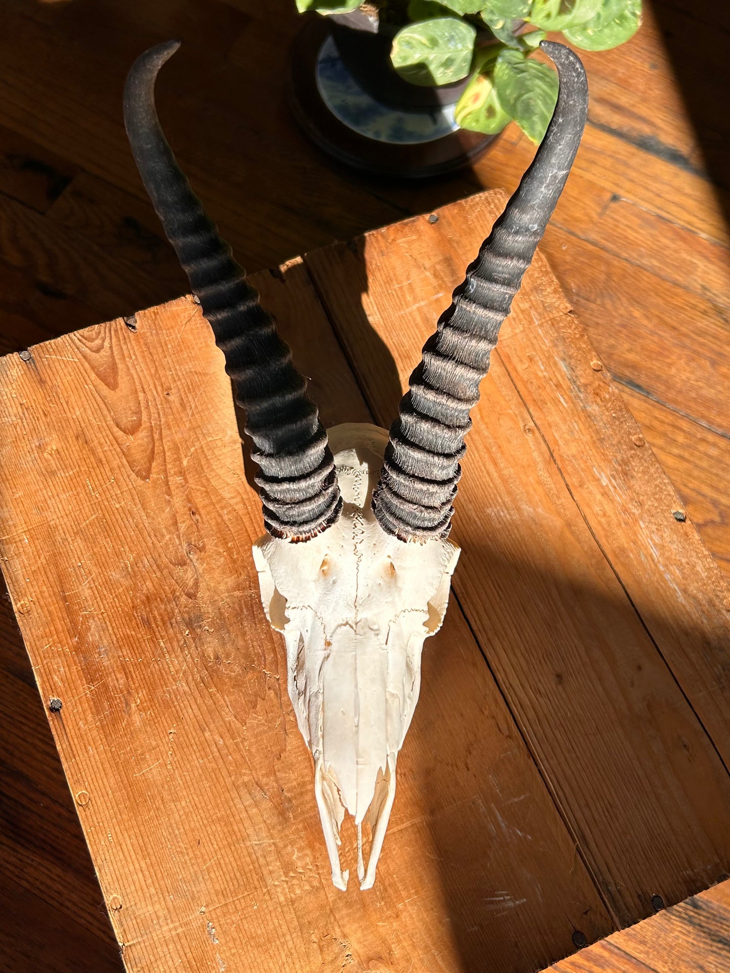 Springbok Skull - Male