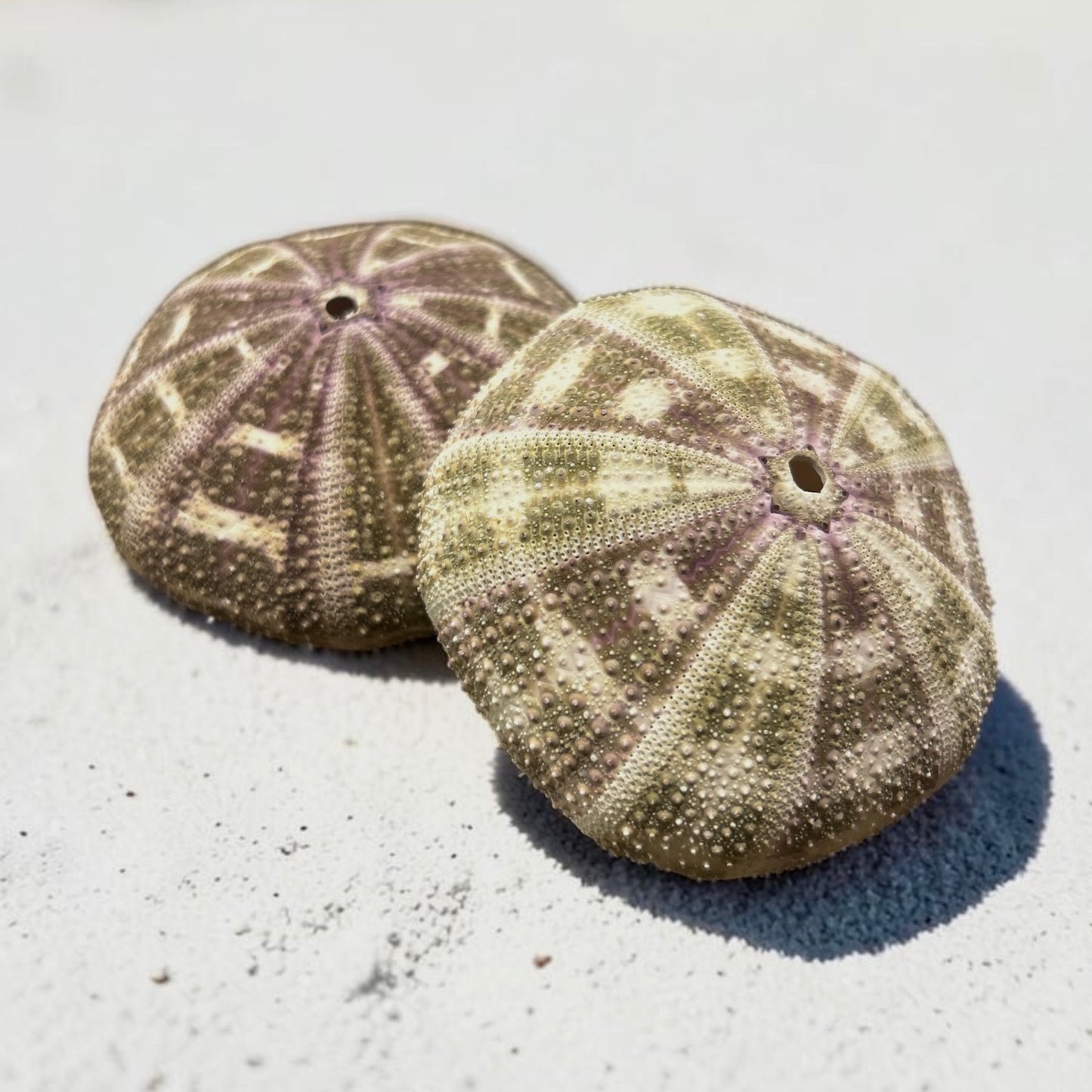 Alfonso Sea Urchin