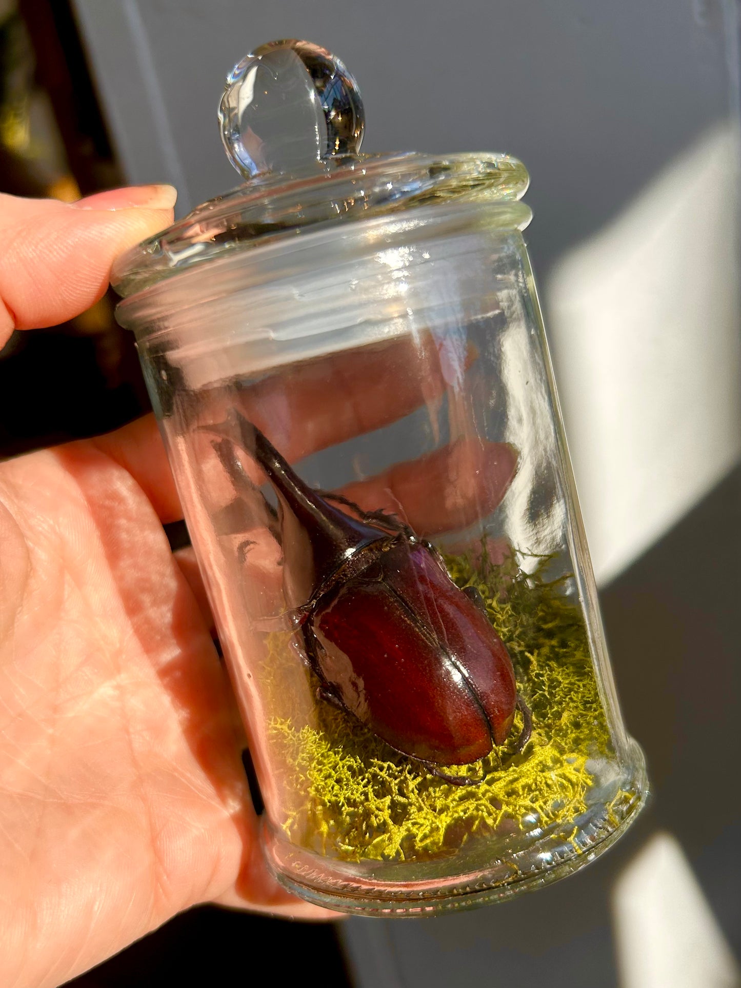 Giant Beetle Jar