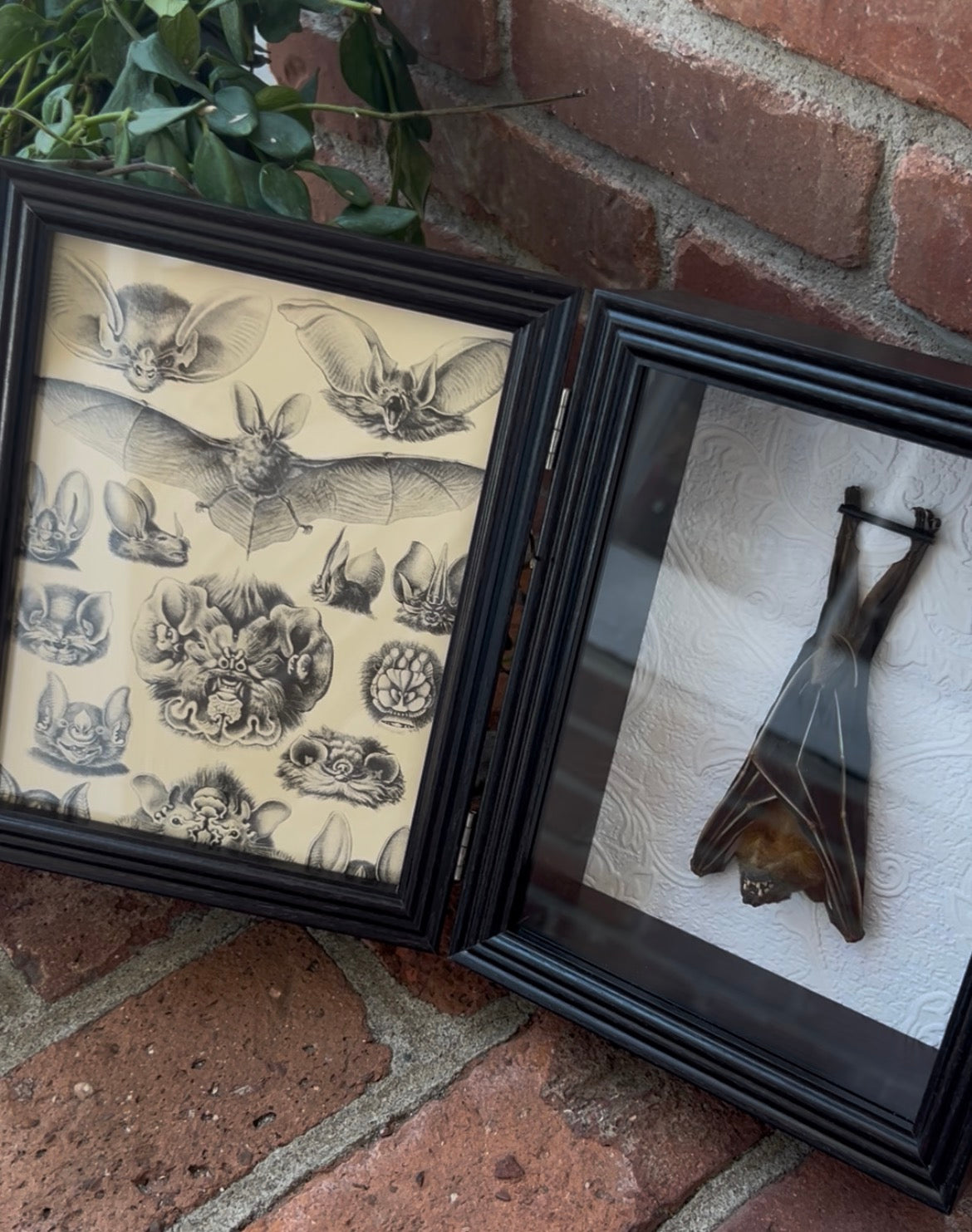Fruit Bat Frame