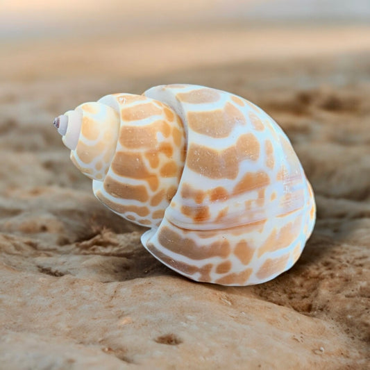 Babylonia spirata Shell