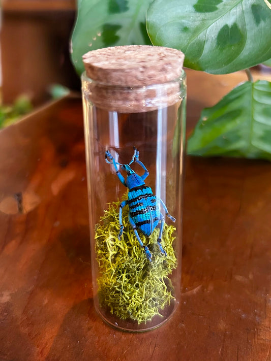 Turquoise Weevil Beetle / Eupholus sp.